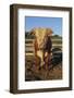 Hereford Bull-DLILLC-Framed Photographic Print