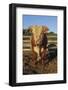 Hereford Bull-DLILLC-Framed Photographic Print