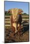 Hereford Bull-DLILLC-Mounted Photographic Print