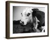 Hereford Bull-null-Framed Photographic Print