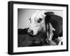 Hereford Bull-null-Framed Photographic Print