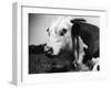 Hereford Bull-null-Framed Photographic Print