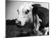 Hereford Bull-null-Mounted Photographic Print