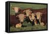 Hereford Bulls-DLILLC-Framed Stretched Canvas