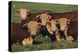 Hereford Bulls-DLILLC-Stretched Canvas