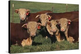 Hereford Bulls-DLILLC-Stretched Canvas