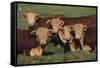 Hereford Bulls-DLILLC-Framed Stretched Canvas