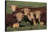 Hereford Bulls-DLILLC-Stretched Canvas