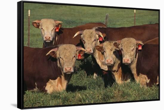 Hereford Bulls-DLILLC-Framed Stretched Canvas