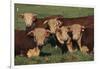 Hereford Bulls-DLILLC-Framed Photographic Print