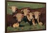 Hereford Bulls-DLILLC-Framed Photographic Print