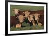 Hereford Bulls-DLILLC-Framed Photographic Print