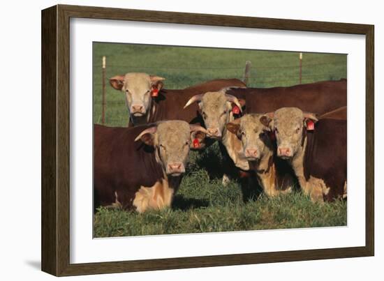 Hereford Bulls-DLILLC-Framed Photographic Print