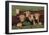 Hereford Bulls-DLILLC-Framed Photographic Print