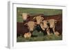 Hereford Bulls-DLILLC-Framed Photographic Print