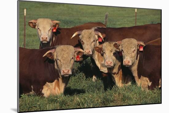 Hereford Bulls-DLILLC-Mounted Photographic Print