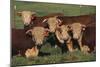 Hereford Bulls-DLILLC-Mounted Photographic Print