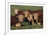 Hereford Bulls-DLILLC-Framed Photographic Print