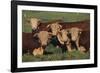 Hereford Bulls-DLILLC-Framed Photographic Print