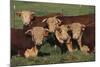 Hereford Bulls-DLILLC-Mounted Photographic Print