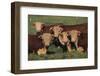 Hereford Bulls-DLILLC-Framed Photographic Print