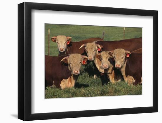 Hereford Bulls-DLILLC-Framed Photographic Print