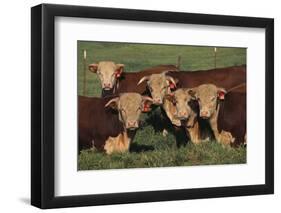 Hereford Bulls-DLILLC-Framed Photographic Print
