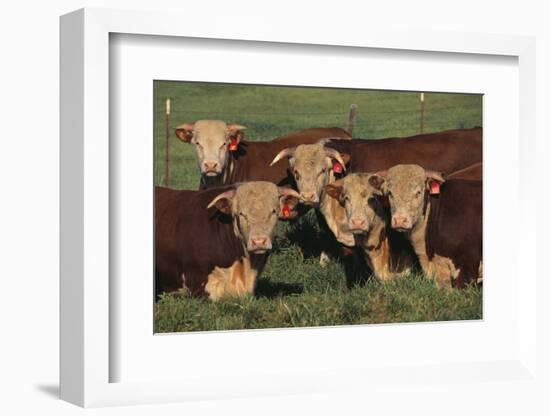 Hereford Bulls-DLILLC-Framed Photographic Print