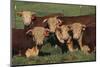 Hereford Bulls-DLILLC-Mounted Photographic Print