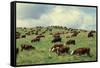 Hereford Cattle Grazing on Hill-James Randklev-Framed Stretched Canvas