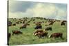 Hereford Cattle Grazing on Hill-James Randklev-Stretched Canvas