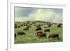 Hereford Cattle Grazing on Hill-James Randklev-Framed Photographic Print