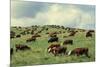 Hereford Cattle Grazing on Hill-James Randklev-Mounted Photographic Print