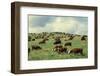 Hereford Cattle Grazing on Hill-James Randklev-Framed Photographic Print