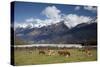 Hereford Cattle in Dart River Valley Near Glenorchy, Queenstown, South Island, New Zealand, Pacific-Nick Servian-Stretched Canvas