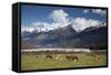 Hereford Cattle in Dart River Valley Near Glenorchy, Queenstown, South Island, New Zealand, Pacific-Nick Servian-Framed Stretched Canvas