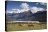 Hereford Cattle in Dart River Valley Near Glenorchy, Queenstown, South Island, New Zealand, Pacific-Nick Servian-Stretched Canvas