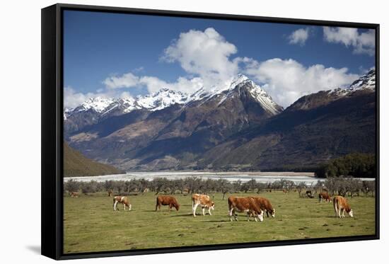 Hereford Cattle in Dart River Valley Near Glenorchy, Queenstown, South Island, New Zealand, Pacific-Nick Servian-Framed Stretched Canvas