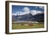 Hereford Cattle in Dart River Valley Near Glenorchy, Queenstown, South Island, New Zealand, Pacific-Nick Servian-Framed Photographic Print