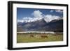 Hereford Cattle in Dart River Valley Near Glenorchy, Queenstown, South Island, New Zealand, Pacific-Nick Servian-Framed Photographic Print