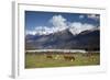 Hereford Cattle in Dart River Valley Near Glenorchy, Queenstown, South Island, New Zealand, Pacific-Nick Servian-Framed Photographic Print