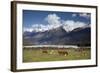 Hereford Cattle in Dart River Valley Near Glenorchy, Queenstown, South Island, New Zealand, Pacific-Nick Servian-Framed Photographic Print