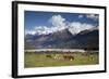 Hereford Cattle in Dart River Valley Near Glenorchy, Queenstown, South Island, New Zealand, Pacific-Nick Servian-Framed Photographic Print