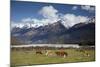 Hereford Cattle in Dart River Valley Near Glenorchy, Queenstown, South Island, New Zealand, Pacific-Nick Servian-Mounted Photographic Print