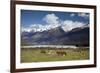 Hereford Cattle in Dart River Valley Near Glenorchy, Queenstown, South Island, New Zealand, Pacific-Nick Servian-Framed Photographic Print