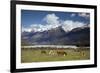 Hereford Cattle in Dart River Valley Near Glenorchy, Queenstown, South Island, New Zealand, Pacific-Nick Servian-Framed Photographic Print