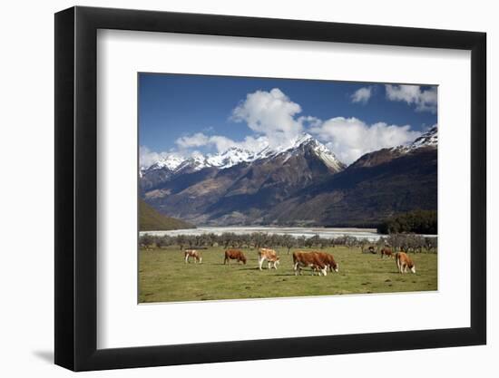 Hereford Cattle in Dart River Valley Near Glenorchy, Queenstown, South Island, New Zealand, Pacific-Nick Servian-Framed Photographic Print