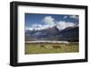 Hereford Cattle in Dart River Valley Near Glenorchy, Queenstown, South Island, New Zealand, Pacific-Nick Servian-Framed Photographic Print