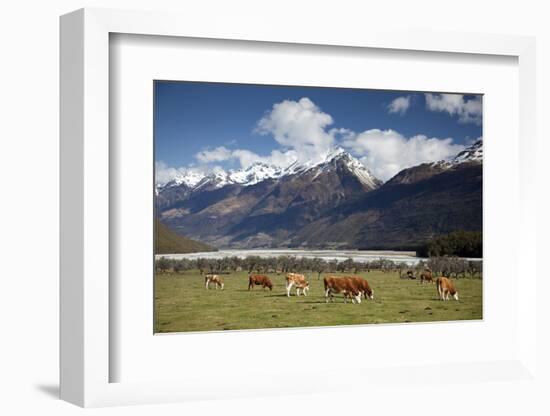 Hereford Cattle in Dart River Valley Near Glenorchy, Queenstown, South Island, New Zealand, Pacific-Nick Servian-Framed Photographic Print