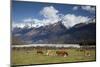 Hereford Cattle in Dart River Valley Near Glenorchy, Queenstown, South Island, New Zealand, Pacific-Nick Servian-Mounted Photographic Print